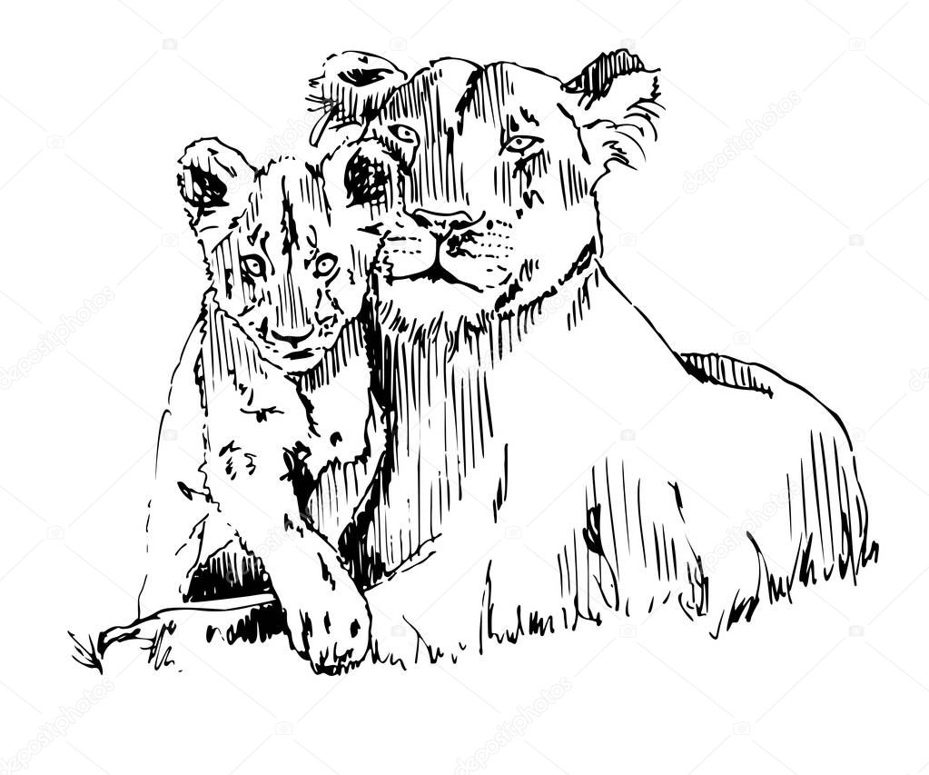 Lioness With Cub Vector Sketch Illustration