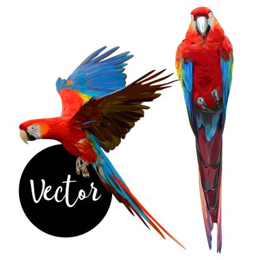 Papağan Ara El Çizimli Vektör Seti