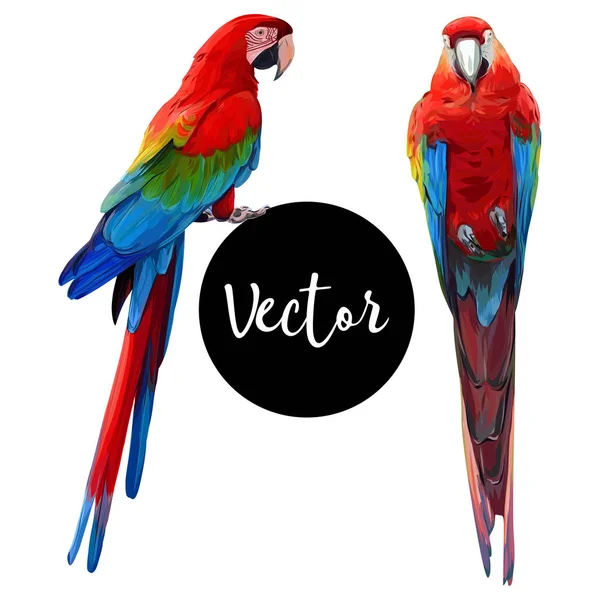 Papagáj ara kézzel rajzolt Vector szett — Stock Vector