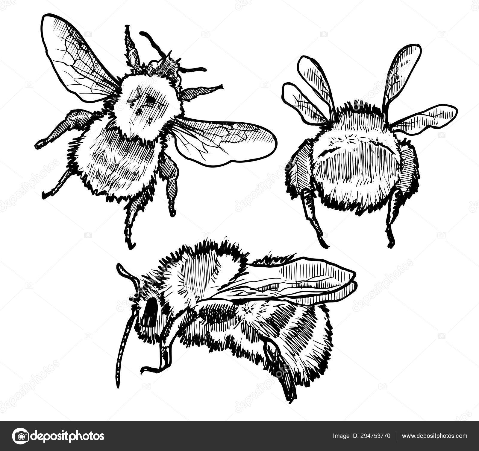 Vectorhand Drawn Ink Bumblebee Sketch Illustration Stock Vector