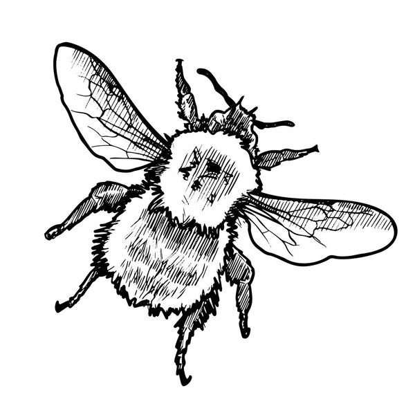 VectorHand Drawn Ink Bumblebee Sketch Ilustração —  Vetores de Stock