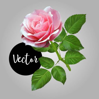 Çiçek Gül Vektör İllüstrasyon