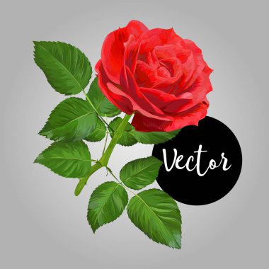 Çiçek Gül Vektör İllüstrasyon