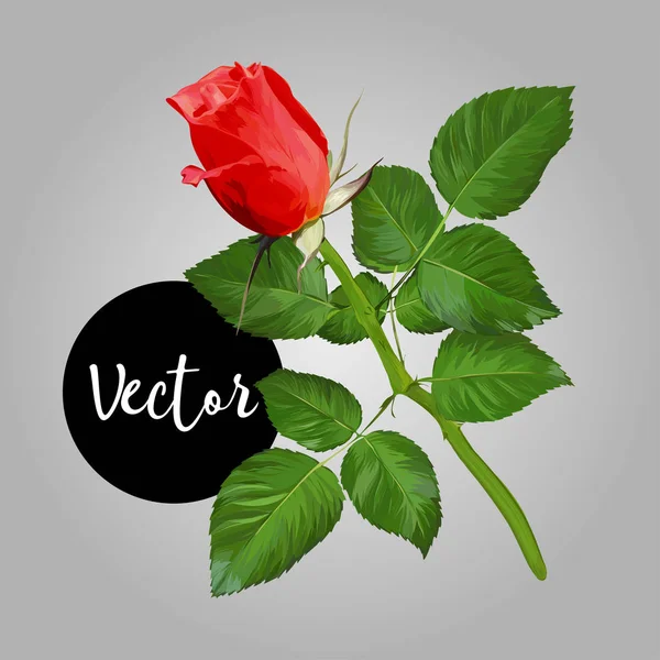 Illustration vectorielle rose fleur — Image vectorielle