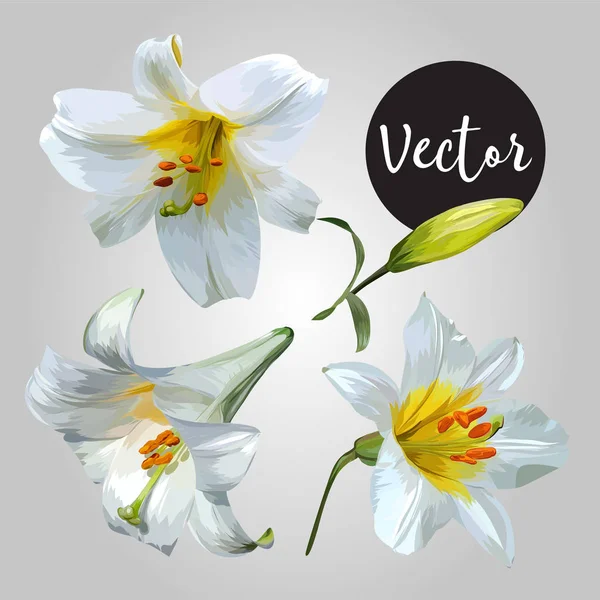 Ensemble vectoriel de fleurs de lys blanc — Image vectorielle