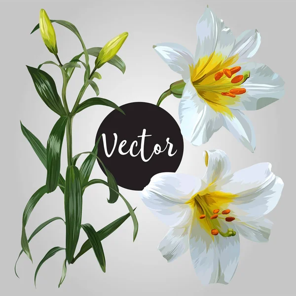 Ensemble vectoriel de fleurs de lys blanc — Image vectorielle