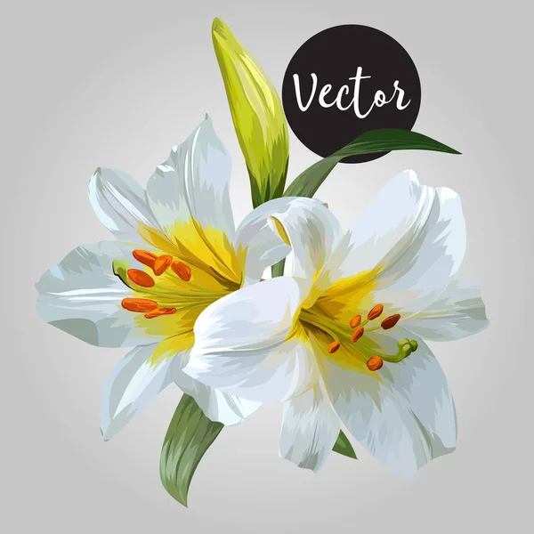 Fehér liliom virág összetétele Vector illusztráció — Stock Vector