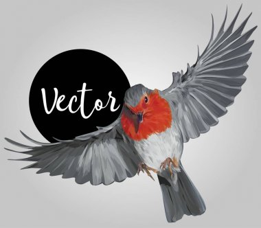 Avrupa robin Vektör El Çizimi İllüstrasyon