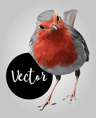 Avrupa robin Vektör El Çizimi İllüstrasyon