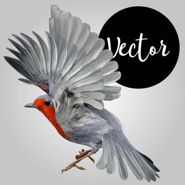 Avrupa robin Vektör El Çizimi İllüstrasyon