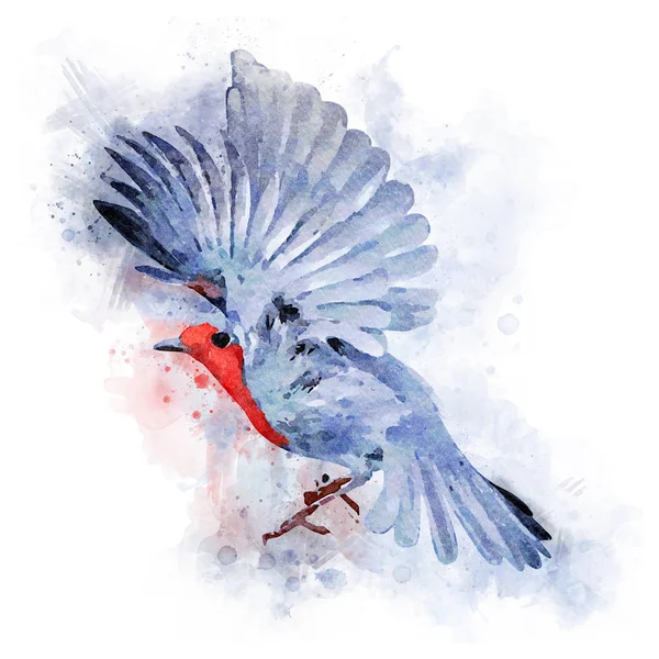 European robin Watercolor Illustration