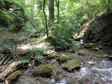 bir yaz gününde yoğun bir ormanda küçük bir nehir