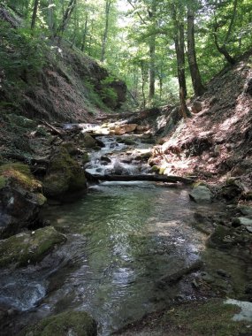 bir yaz gününde yoğun bir ormanda küçük bir nehir