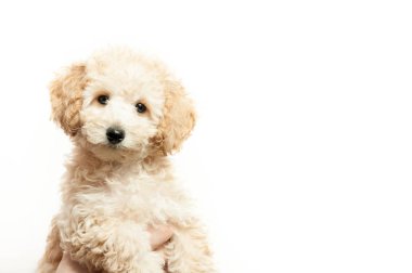 Beyaz arka plan üzerinde güzel bej köpek yavrusu kaniş