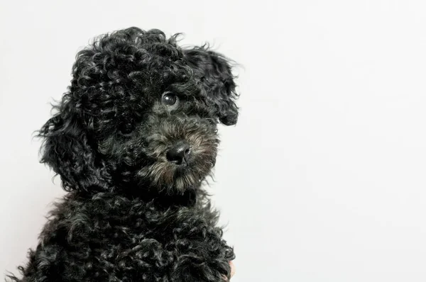 Belo Cachorro Preto Poodle Fundo Branco — Fotografia de Stock