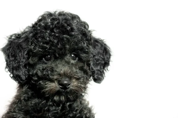 Όμορφο Μαύρο Κουτάβι Ενός Poodle Λευκό Φόντο — Φωτογραφία Αρχείου