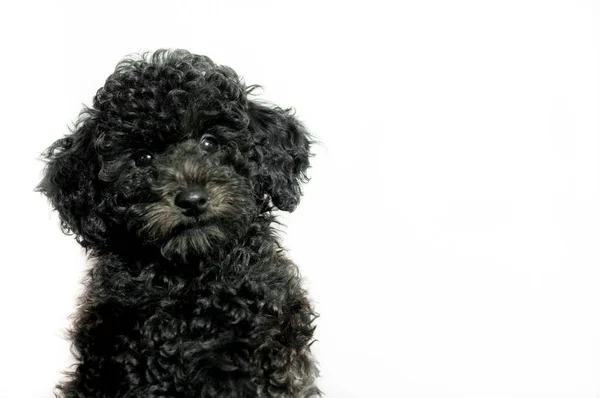 Hermoso Cachorro Negro Caniche Sobre Fondo Blanco — Foto de Stock