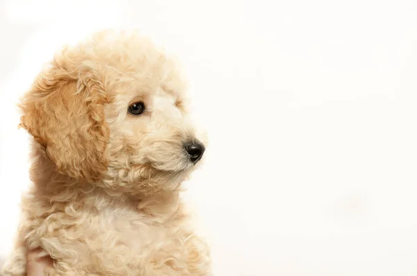 Vacker Beige Valp Pudel Vit Bakgrund — Stockfoto