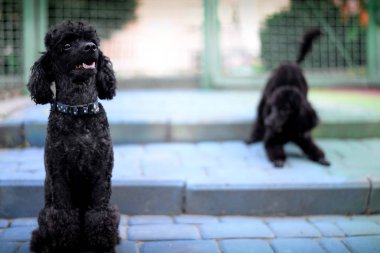 oynak siyah fino köpeği arka plan üzerinde siyah fino köpeği oturan