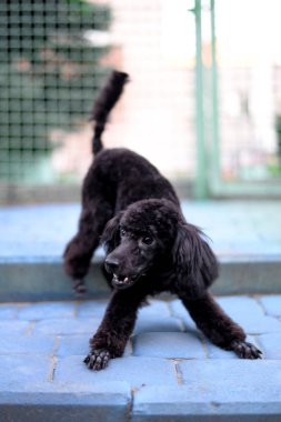 oynak yakışıklı genç siyah fino köpeği açık havada