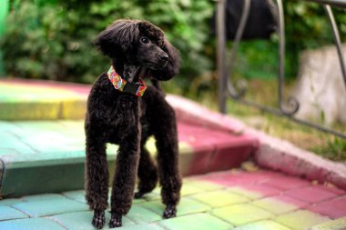 oynak yakışıklı genç siyah fino köpeği açık havada