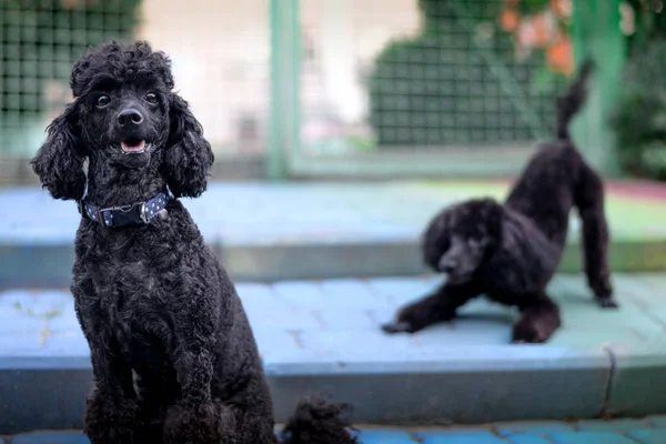 oynak siyah fino köpeği arka plan üzerinde siyah fino köpeği oturan