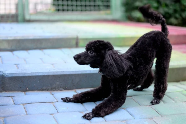 oynak yakışıklı genç siyah fino köpeği açık havada
