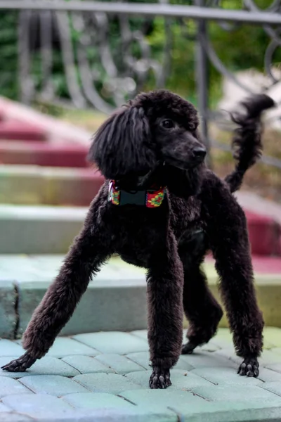 oynak yakışıklı genç siyah fino köpeği açık havada