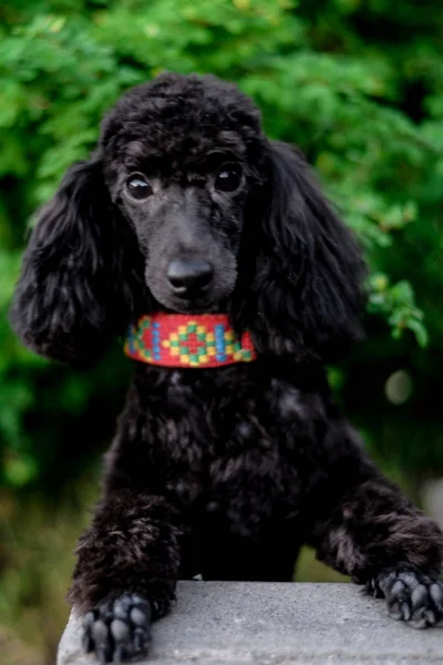 yeşil bir arka plan üzerinde siyah genç kaniş