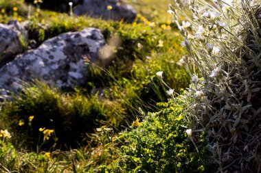 güzel dağ çiçekleri çalılar parlak gün temizleyin