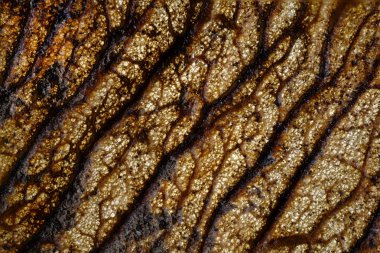 Kuru yaprak. Photomicrograph. Tasarım, afiş ve düzeni için arka plan