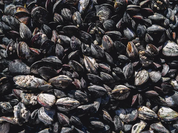 Muschel Meeresküste Textur Hintergrund Makronatur — Stockfoto