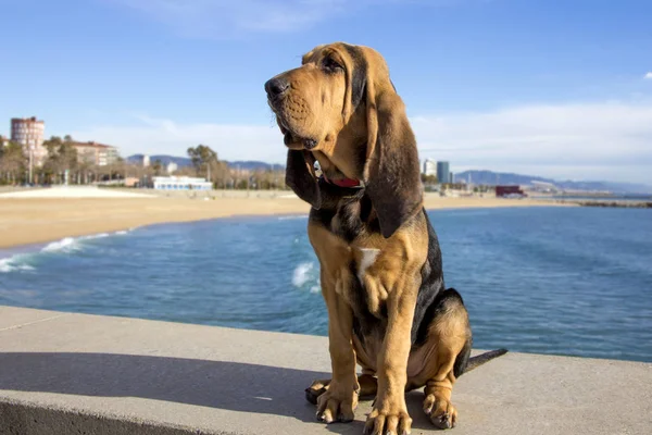 Beautiful Bloodhound puppy at 5 months. — Stock Photo, Image