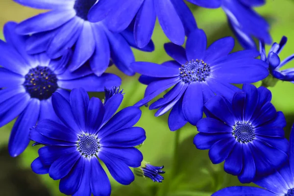 Close Beautiful Deep Blue Cineraria Flowers Background Macro — Stock Photo, Image
