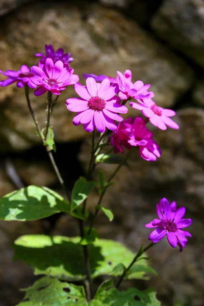 Close Beautiful Bunch Purple Cineraria Flowers Background — Stock Photo, Image