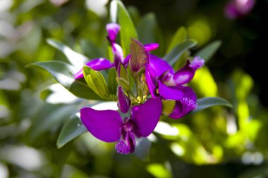Polygala myrtifolia mor çiçekler.