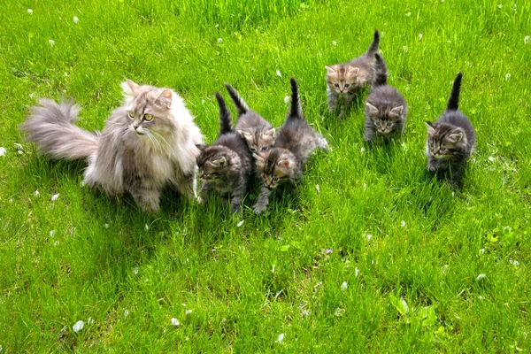 Group of fluffy little kittens with cat mom walks on the lawn