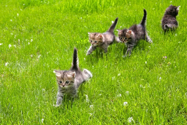 Group of furry little kittens walking on the grass