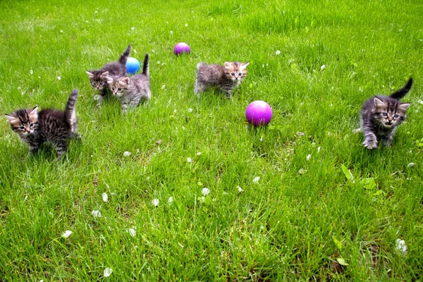 Grupa furry małe kocięta chodzenie na trawie — Zdjęcie stockowe