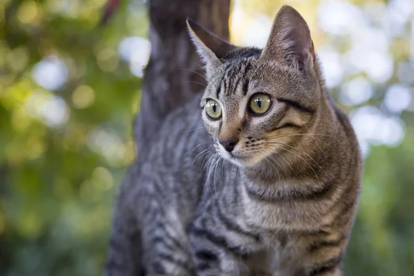 Çizgili kedicik bahçedeki ağaca tırmanıyor