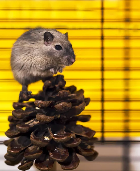 A brown and white gerbil, rodent, on white background — Stock Photo, Image