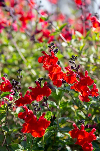 Όμορφο κόκκινο λουλούδι του Σνάγκντράγκον στον κήπο με τα λουλούδια — Φωτογραφία Αρχείου