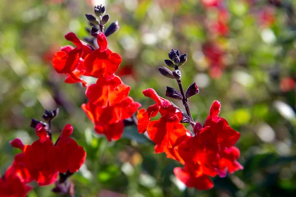 Bela flor vermelha de Snapdragon perto no jardim de flores — Fotografia de Stock