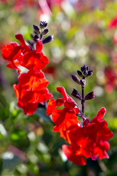 Όμορφο κόκκινο λουλούδι του Δράκου κοντά στον κήπο λουλουδιών — Φωτογραφία Αρχείου