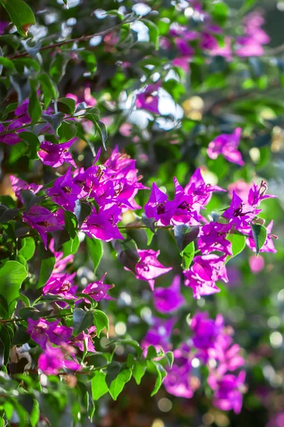 Blommande lila Bougainvillea, gröna blad, träd i bakgrunden, växer Bougainvillea spectabilis som en vedartade vinstockar. — Stockfoto