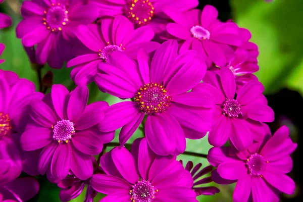 Bunch of beautiful purple cineraria flowers close up — Stock Photo, Image