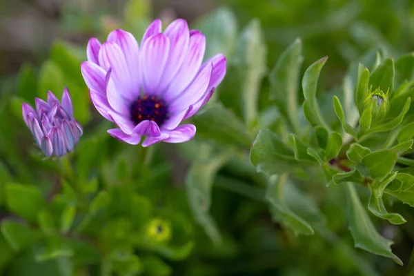 Purple flowers of the African daisies. — Stock Photo, Image