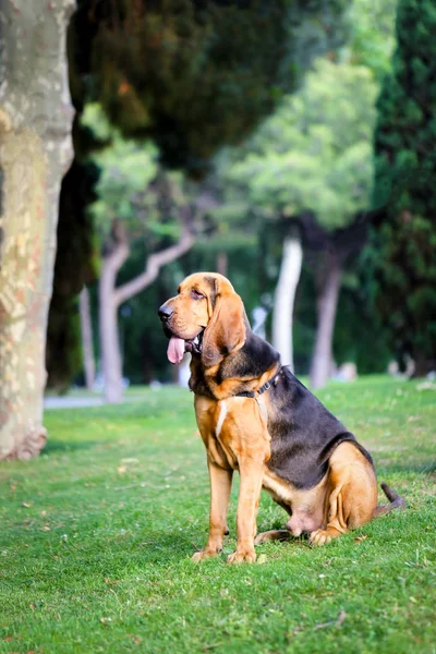 Beautiful young Bloodhound dog — Stock Photo, Image
