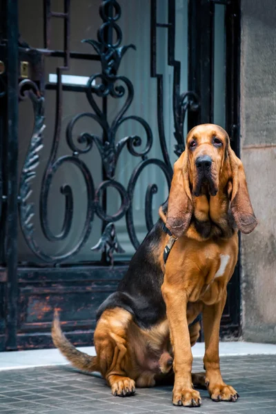 Beautiful young Bloodhound dog — Stock Photo, Image