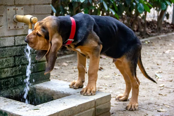 Beautiful Bloodhound puppy at 5 months. — Stock Photo, Image